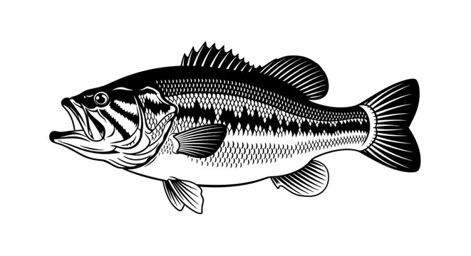 Black and white illustration of a largemouth bass fish with its mouth wide open in profile view