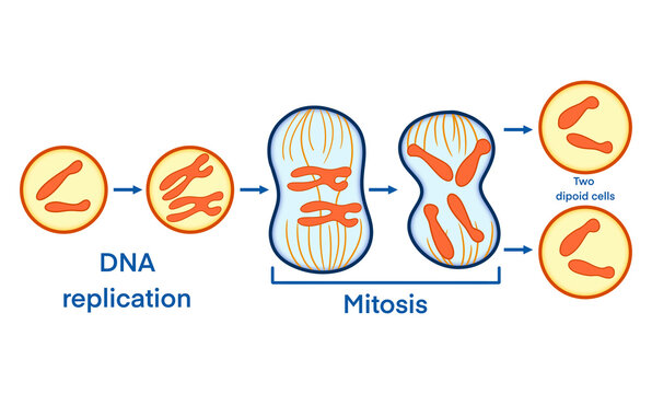 Educational illustration of biological mitosis cell division process from DNA replication to identical diploid cells for science textbooks, medical research, and academic genetics studies