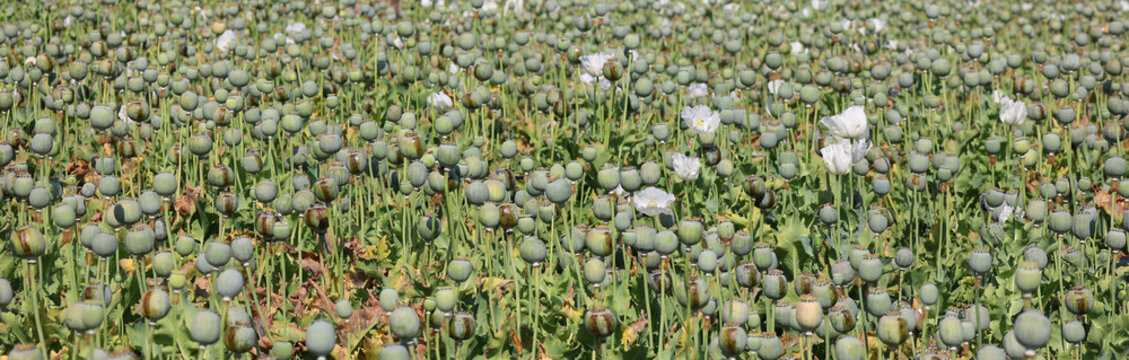 Harvest of opium from green poppy on the agriculture field rural Rajasthan India