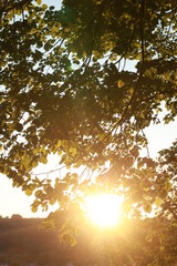Fototapeta premium A tree with leaves is in the sun