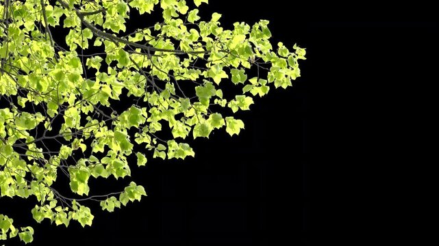 green lush foliage of a lime tree in sunlight in slow motion wind, isolated on transparent background, textured floral motion design texture element template with alpha channel 