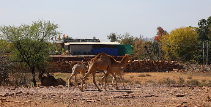 Camel Thar desert, Rajasthan, India. Camels, Camelus dromedarius, are large desert animals who carry tourists on their backs.