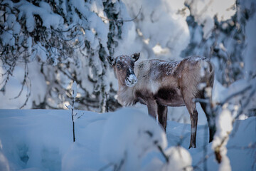 Naklejka premium Winter wonderland in Swedish lapland, shot in February 2026. Reindeer on the mountains.