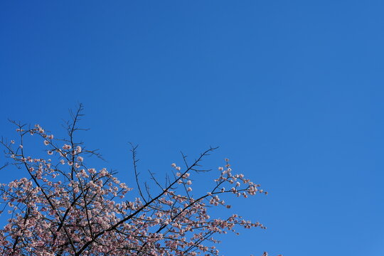 tree branches against blue sky