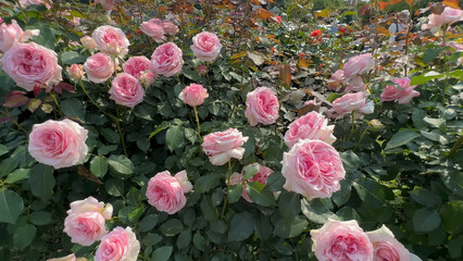 Photo of beautiful pink white rose flowers in 
nature in sunny botanical garden. Buds of flowering...
