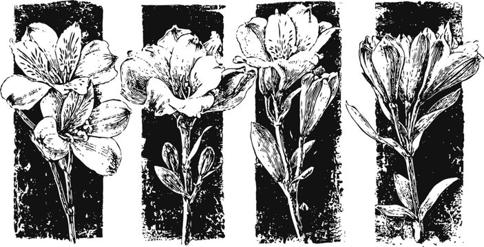 Vintage botanical illustration of four different flowers with detailed petals and leaves in black and white