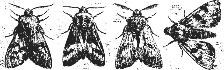 Obraz premium four detailed black and white moth illustrations showing different wing patterns and positions