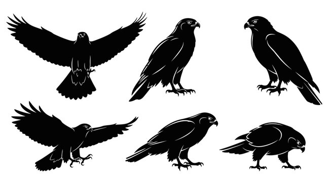 Set of Falcon Silhouettes in Various Poses, Flying and Perched, Black and White