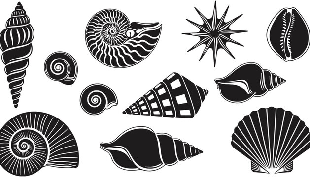 A set of seashell vector illustrations in black and white