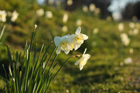 Morning Sunlight Daffodils In UBC Gardens