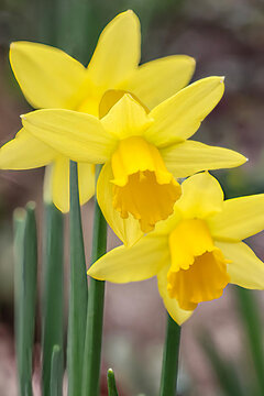 Daffodils growing in the wild in closeup in springtime