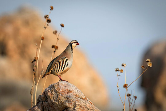 Chukar Partridge Posing
