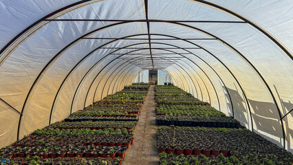 Sunlit polytunnel greenhouse interior with orderly seedling trays and warm morning light, ideal for agriculture editorial, nursery marketing, sustainability blogs and social media © fotoworld