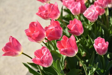 Fototapeta premium Tulipes&nbsp;roses&nbsp;au&nbsp;jardin&nbsp;au&nbsp;printemps