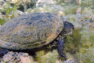 The European pond turtle - (Emys orbicularis), underwater in Ohrid lake © Kolevski.V