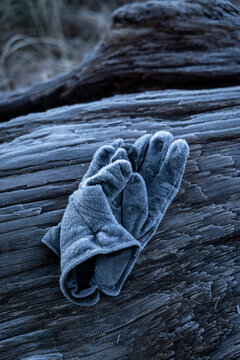 Two alost or bandoned gloves sit frozen upon driftwood on a cold morning.