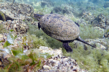 The European pond turtle - (Emys orbicularis), underwater in Ohrid lake © Kolevski.V