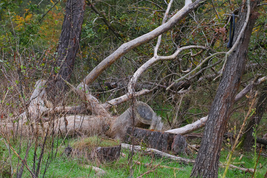 Totholz, umgest&uuml;rzte Baumst&auml;mme im Wald