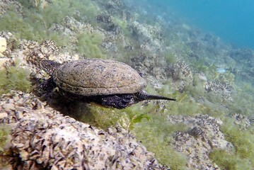 The European pond turtle - (Emys orbicularis), underwater in Ohrid lake © Kolevski.V