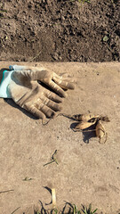 Obraz premium Worn garden gloves on a concrete path beside tilled soil and harvested roots in soft daylight suitable for gardening tutorials, sustainable living, lifestyle blogs and social posts