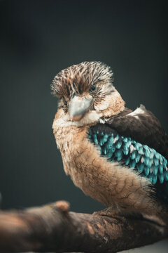 Blaufl&uuml;gelkookaburra auf Ast im weichen Licht &ndash; exotisches Vogelportr&auml;t mit Bokeh