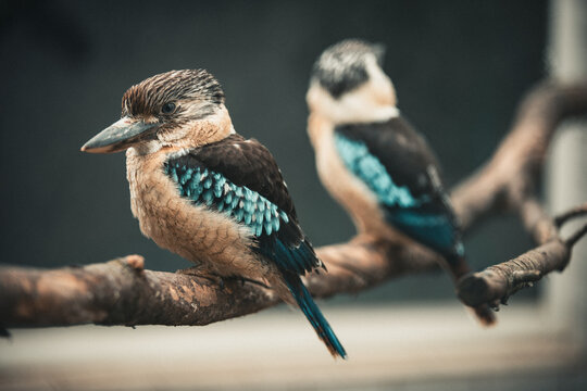 Blaufl&uuml;gelkookaburra auf Ast im weichen Licht &ndash; exotisches Vogelportr&auml;t mit Bokeh