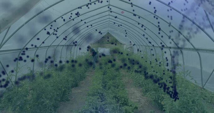 Farm worker walking aisle tending crops, overlay shifting and camera pulling back revealing tunnel