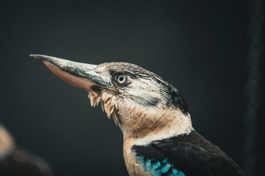Blaufl&uuml;gelkookaburra auf Ast im weichen Licht &ndash; exotisches Vogelportr&auml;t mit Bokeh