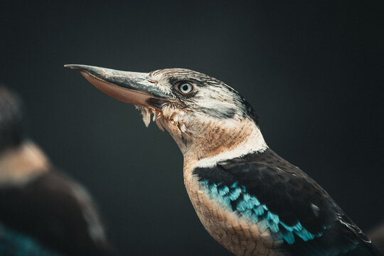Blaufl&uuml;gelkookaburra auf Ast im weichen Licht &ndash; exotisches Vogelportr&auml;t mit Bokeh