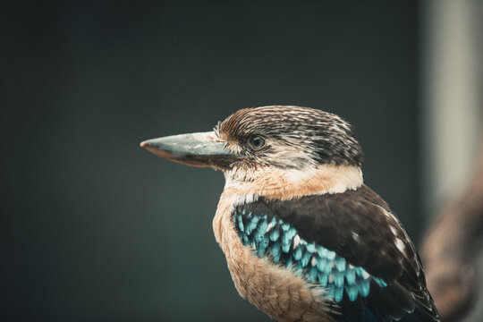 Blaufl&uuml;gelkookaburra auf Ast im weichen Licht &ndash; exotisches Vogelportr&auml;t mit Bokeh
