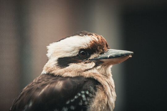 Blaufl&uuml;gelkookaburra auf Ast im weichen Licht &ndash; exotisches Vogelportr&auml;t mit Bokeh