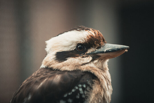 Blaufl&uuml;gelkookaburra auf Ast im weichen Licht &ndash; exotisches Vogelportr&auml;t mit Bokeh