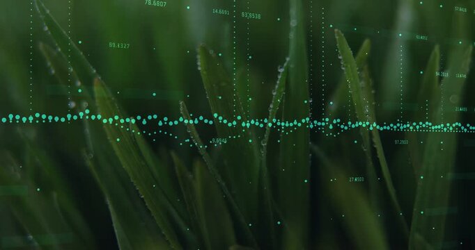 Teal data band receiving sensor input, shifting points across dewy blades, showing farm moisture