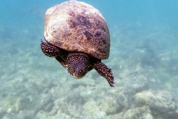 The European pond turtle - (Emys orbicularis), underwater in Ohrid lake © Kolevski.V