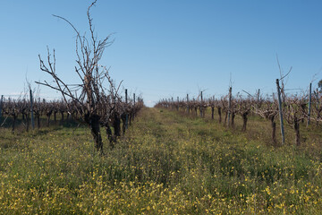 Naklejka premium Vineyards in winter with bare vines on both sides under the blue sky during the daytime in a rural area