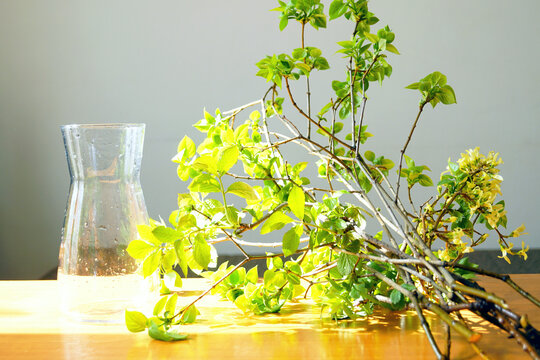 Glass vase with fresh green branches displayed on wooden table in bright sunlight. Evokes slow-living interior aesthetics, eco lifestyle, biophilic home decor, and natural foraged arrangement.
