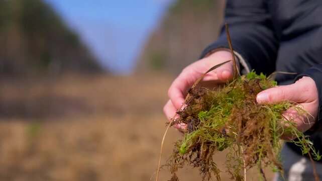 Hands Holding Clump of Sphagnum Moss Showing Green and Brown Layers &mdash; Peat Moss, Wetland Ecology, Bog Plant, Nature Foraging Close-Up