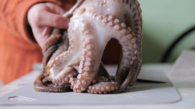 Close-up Video of Chef Handling Fresh Raw Octopus Tentacles During Kitchen Preparation