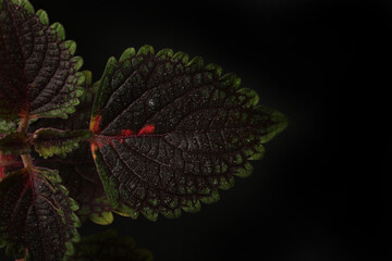 Tropical rainforest foliage plants bushes (ferns, palm, philodendrons and tropic plants leaves) in tropical garden on black background, green variegated leaves pattern nature frame forest background. © Alina Zavhorodnii