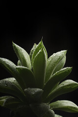 Tropical rainforest foliage plants bushes (ferns, palm, philodendrons and tropic plants leaves) in tropical garden on black background, green variegated leaves pattern nature frame forest background. © Alina Zavhorodnii