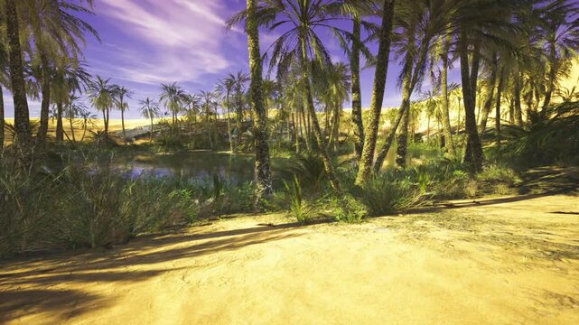Sunlit Liwa oasis with long shadows, bright golden sand foreground, clustered palms casting linear patterns, shimmering water and tranquil mood.