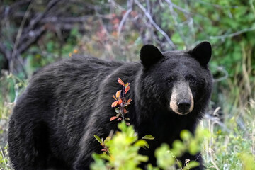Obraz premium Colorado Black Bear