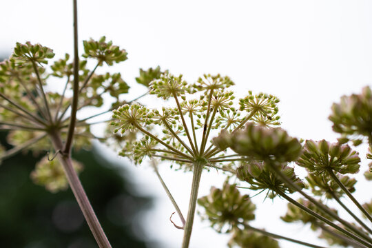 Flower umbels and stems of common hogweed