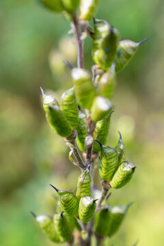 Wolf's bane seed pods close up