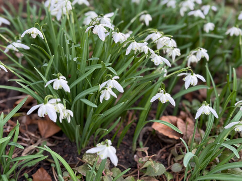 Blooming white Galanthus snowdrop flowers in spring park garden close up