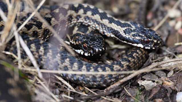 Common European adder (Vipera berus)