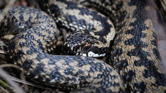 Common European adder (Vipera berus)