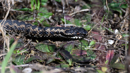 Obraz premium Common European adder (Vipera berus)