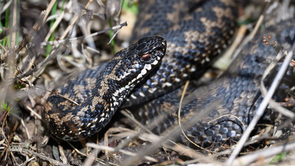 Obraz premium Common European adder (Vipera berus)