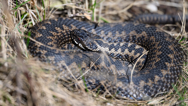 Common European adder (Vipera berus)